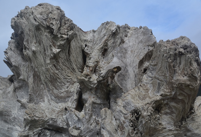 huge tree stump